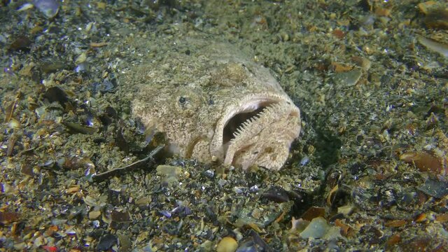 Bottom fish Atlantic stargazer (Uranoscopus scaber) digs into the sandy bottom, top view, close-up.