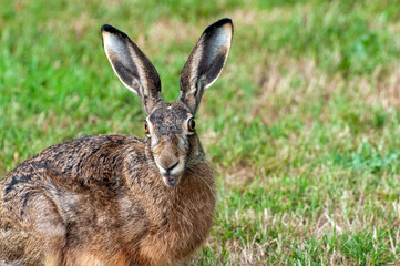 Hare with open mouth and protruding eyes