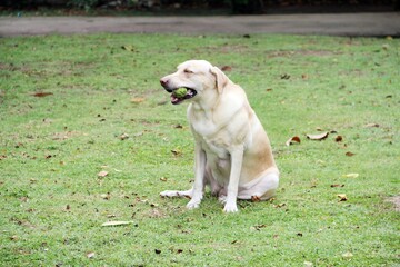 So tired yellow labrador dog