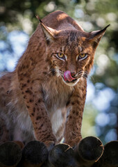 Boreal (european) lynx
