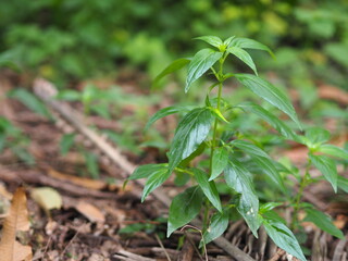 Thai herbs King of Bitter scientific name Andrographis paniculate Burm, Fah Talai john, green vegetable tree plant blooming in garden