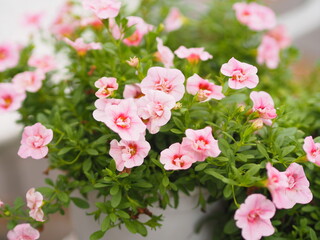 Petunia Easy wave color pink flower blooming in the garden beautiful on blurred of nature background