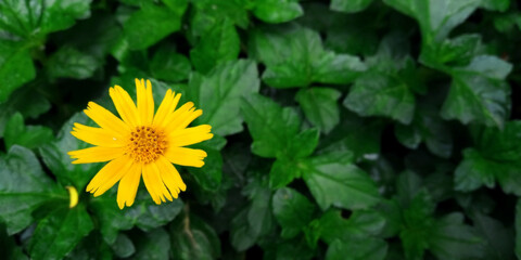 yellow dandelions on full of  dark green leaves background