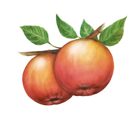 apple, fruit, watercolor hand-drawn drawing of a fruits, isolated illustration on a white background 