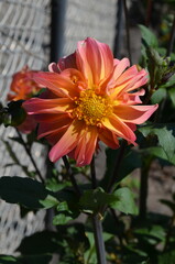 red and yellow dahlia