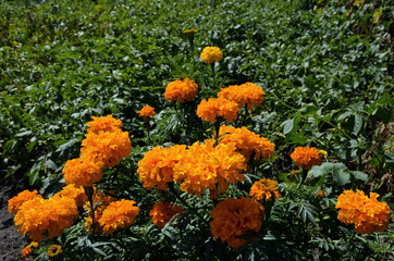 orange flowers in the garden
