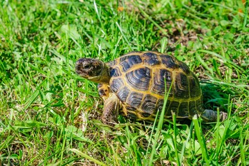 The land turtle travels in the grass.