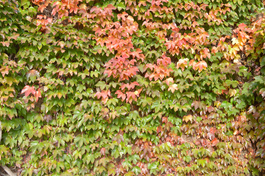 creeper with green and purple leaves covering a large wall