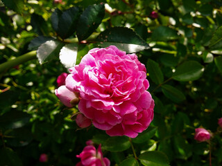 A pink spray rose flower against the backdrop of the foliage of its bush.