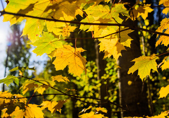 Bright yellow maple leaves
