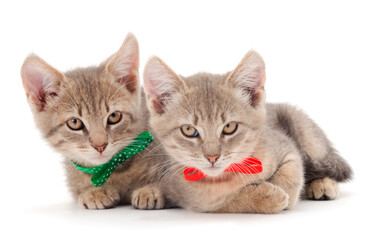 Obraz premium Two small gray kitten.