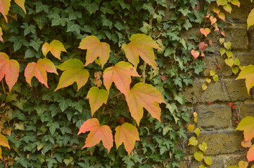 colourful leaves on a brick wall during fall