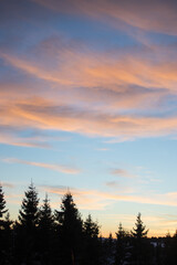 View of a beautiful sunset in the background against a pine tree silhouette.