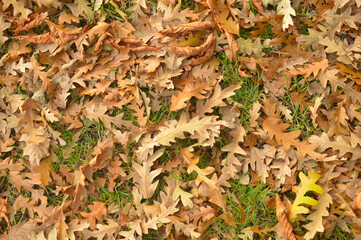 brown leaves on grass during fall