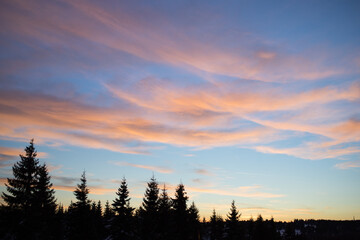 View of a beautiful sunset in the background against a pine tree silhouette.