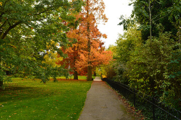 pathway in a park with one red tree surrounded by green trees