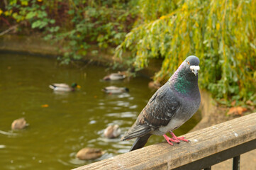 Obraz premium pigeon on a handrail with water in the background