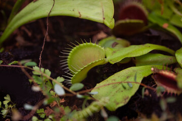 Venus flytrap - in latin Dionaea muscipula, is a meat eating or carnivorous plant and use rapid leaf movements to actively ensnare insects.