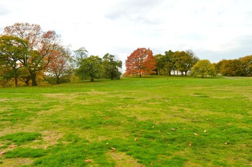 Obraz premium beautiful landscape with different coloured trees and green lawn