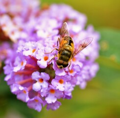 Hoverfly on a buddleia flower.
