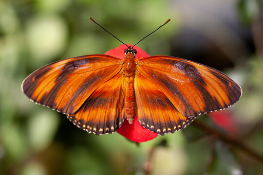 Banded Orange Heliconian butterfly with wings spread sitting on a flower. In latin Dryadula Phaetusa. Lives in Brazil north through Central America to central Mexico. Close up macro photography.