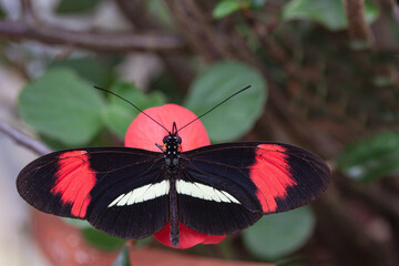 Fototapeta na wymiar Postman Butterfly butterfly with wings spread. Latin name Heliconius Melpomene. Lives in Central and south America. Close up macro photography.