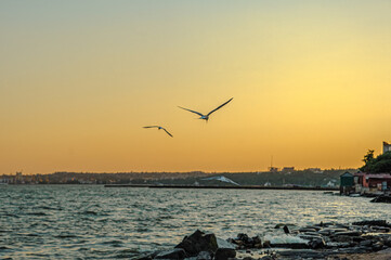 Fototapeta na wymiar seagulls fly over the Sea of ​​Azov at sunset. Mariupol, Ukraine