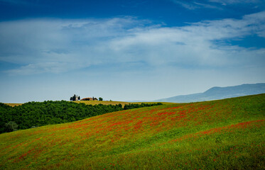 Poppy field with old chapel in Tuscany Italy