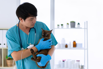 Young asian male veterinarian is holding the little cat in veterinary clinic, concept of medical...