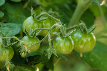 Mehrere kleine grüne Mini-Tomaten an einer Rispe im Gemüsegarten