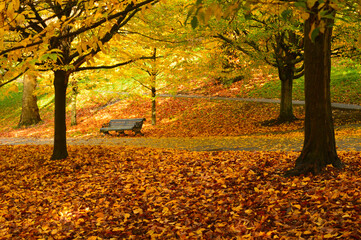 Obraz premium empty bench in a park surrounded by fallen leaves of yellow and brown