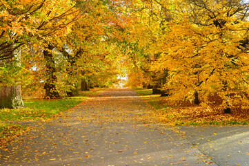 pathway with lawn on both sides and colourful trees in the background
