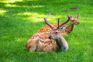 Roe deer lying in green field. Wildlife background