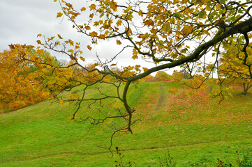 scenic landscape with branches in the foreground