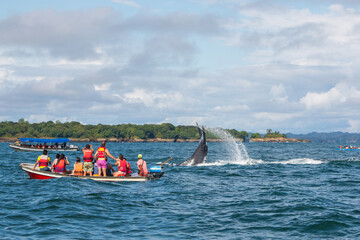 humpback whale watching at juanchaco and ladrilleros in colombia