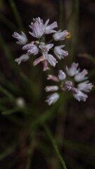Beautiful forest flowers