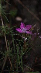 Beautiful forest flowers