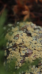 Forest moss on a rock