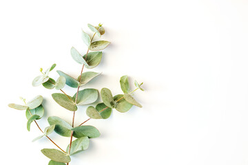 Eucalyptus leafs lay on white background. Summer background concept.