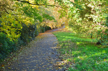 Fototapeta na wymiar pathway with fallen leaves and green background