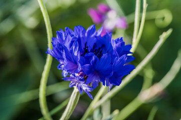 kwiaty polne i zioła rosnące w Europie © Henryk Niestrój