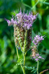 kwiaty polne i zioła rosnące w Europie © Henryk Niestrój