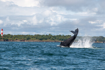 Fototapeta premium humpback whale jumping out of water at ladrilleros, colombia