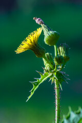kwiaty polne i zioła rosnące w Europie © Henryk Niestrój