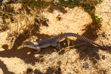Nevada, Valley of Fire State Park, close-up view of an iguana desert
