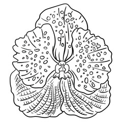 Hand drawn vector of vanda flower  isolated on white background. Stock illustration of black and white plant for coloring pages and books.