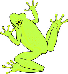 Hand drawn vector of tree frog isolated on white background. Original stock illustration of amphibian.