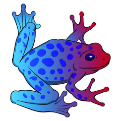 Hand drawn vector of tree frog isolated on white background. Original stock illustration of amphibian.