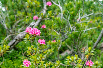 Fototapeta premium Pinkish-red alpenrose flowers in Dolomites, Italy