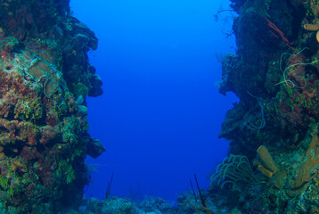 A shot of deep blue ocean framed with a section of reef containing tube sponges